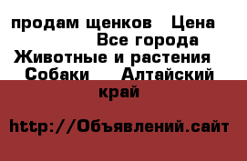 продам щенков › Цена ­ 15 000 - Все города Животные и растения » Собаки   . Алтайский край